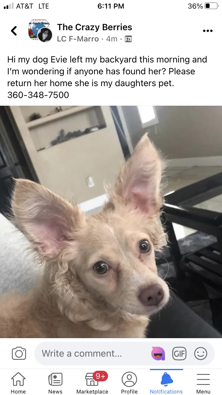 Lost dog in Marysville, WA, 98270