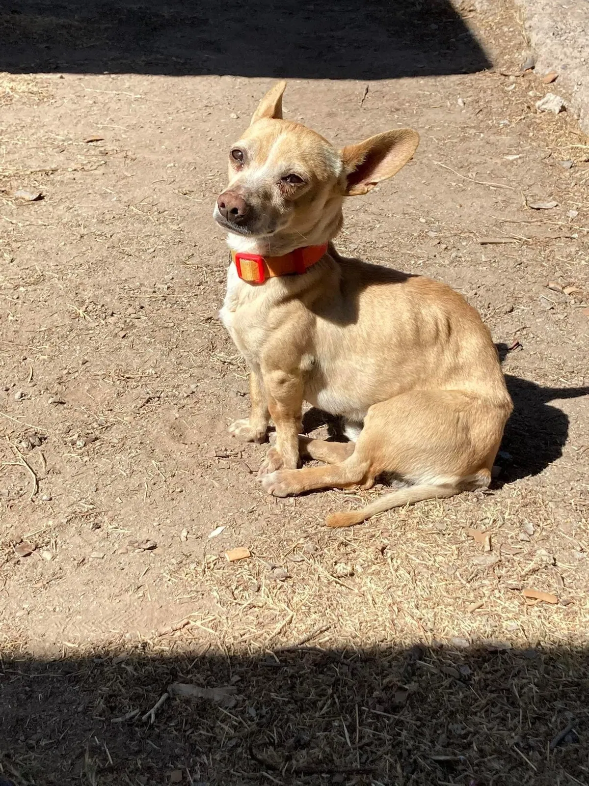 Lost dog in El Paso, TX, 79903