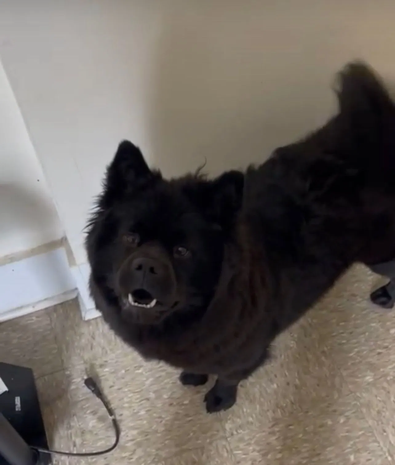 Lost dog in Bronx, NY, 10454