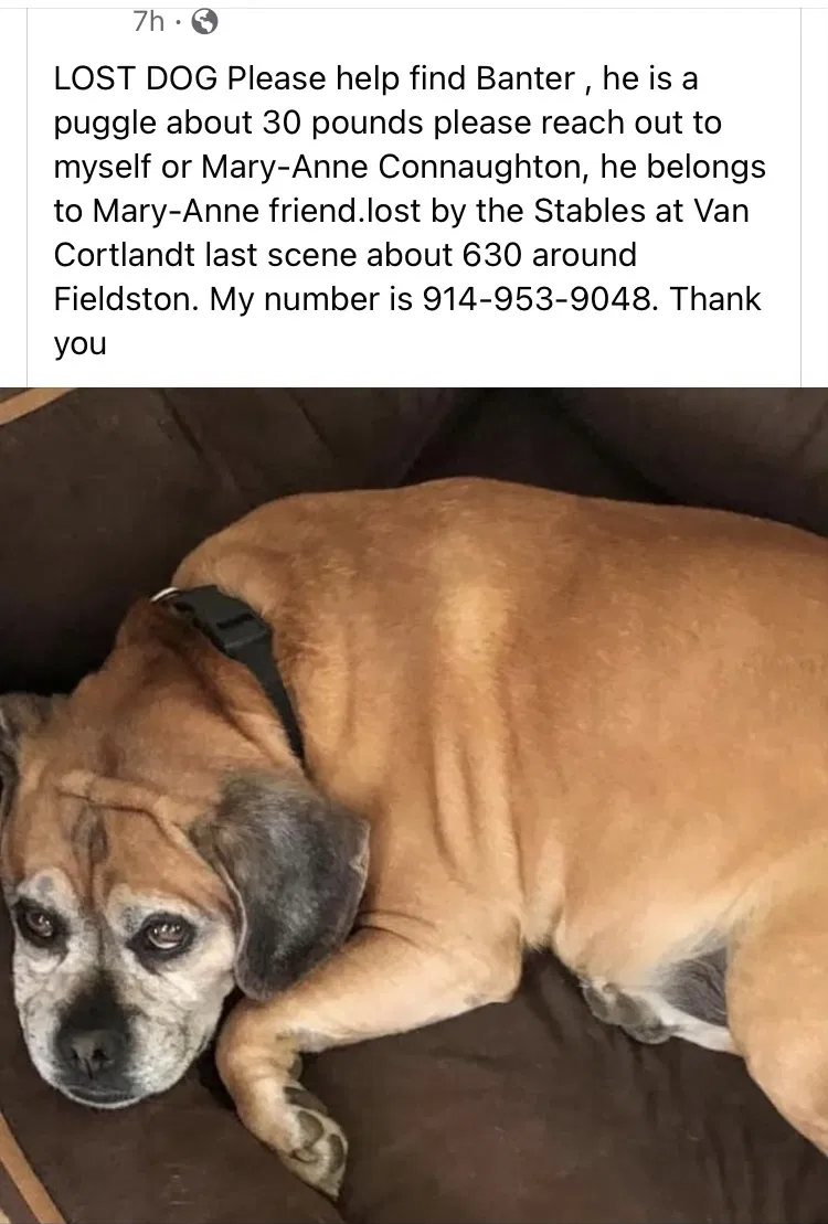 Lost dog in Yonkers, NY, 10710