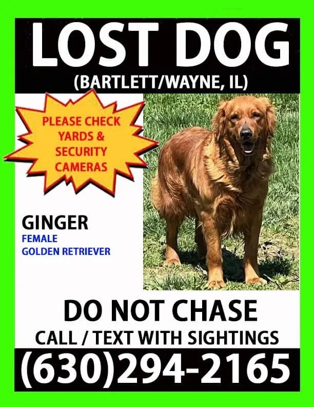 Lost dog in Bartlett, IL, 60103
