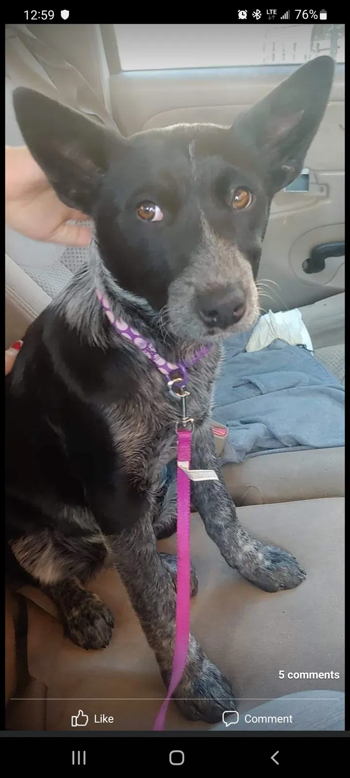 Lost dog in Edmond, OK, 73013