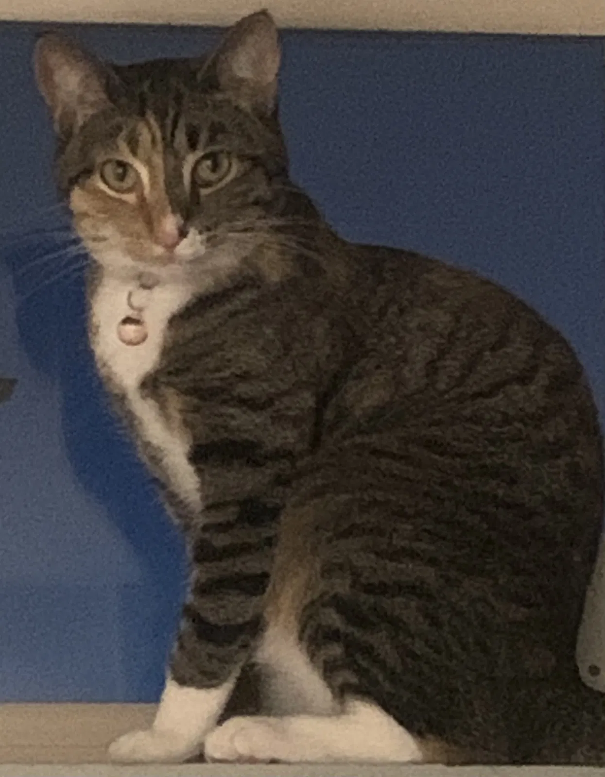 Lost cat in Pearland, TX, 77581