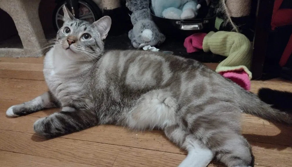Lost cat in Seattle, WA, 98122