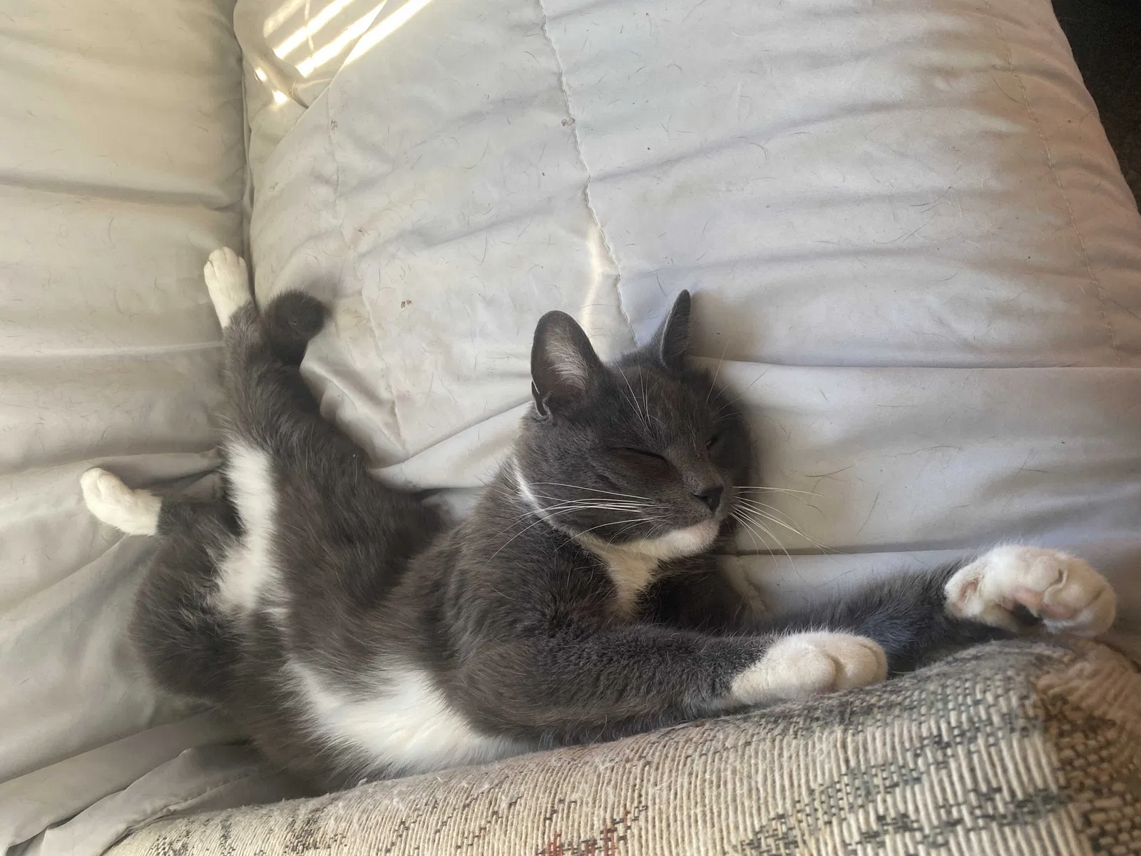 Lost cat in Chapel Hill, TN, 37034