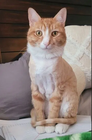 Lost cat in Huntington Beach, CA, 92647