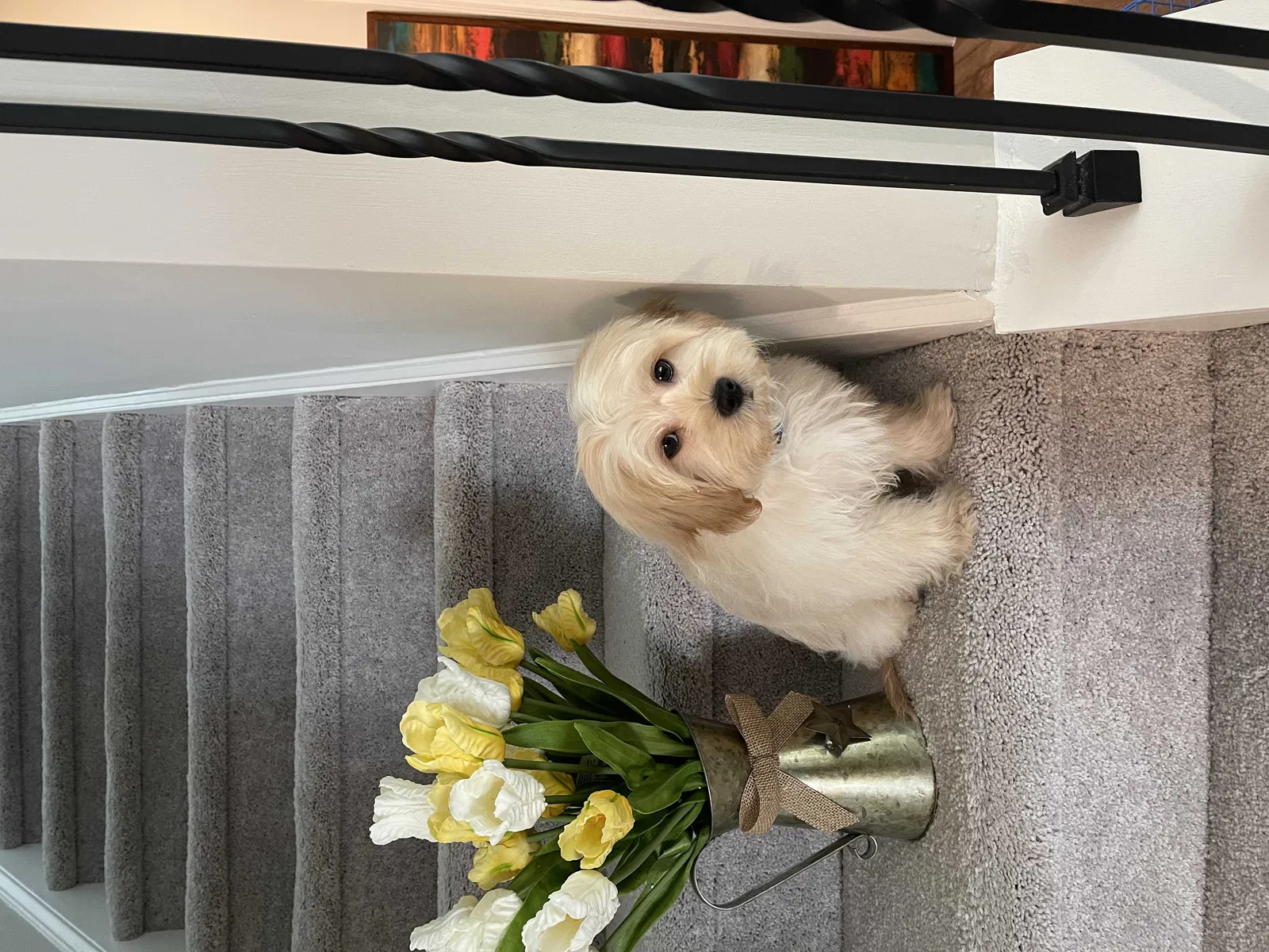 Lost dog in Powder Springs, GA, 30127