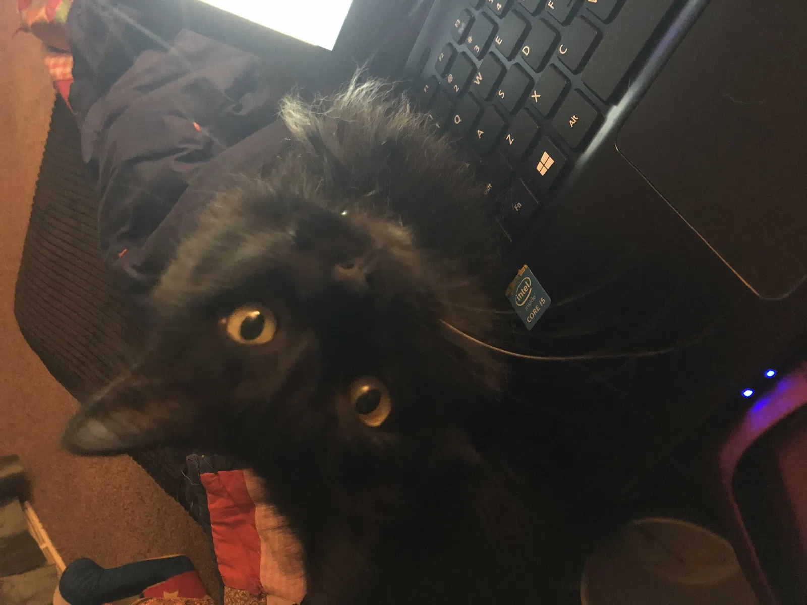 Lost cat in Stoughton, WI, 53589