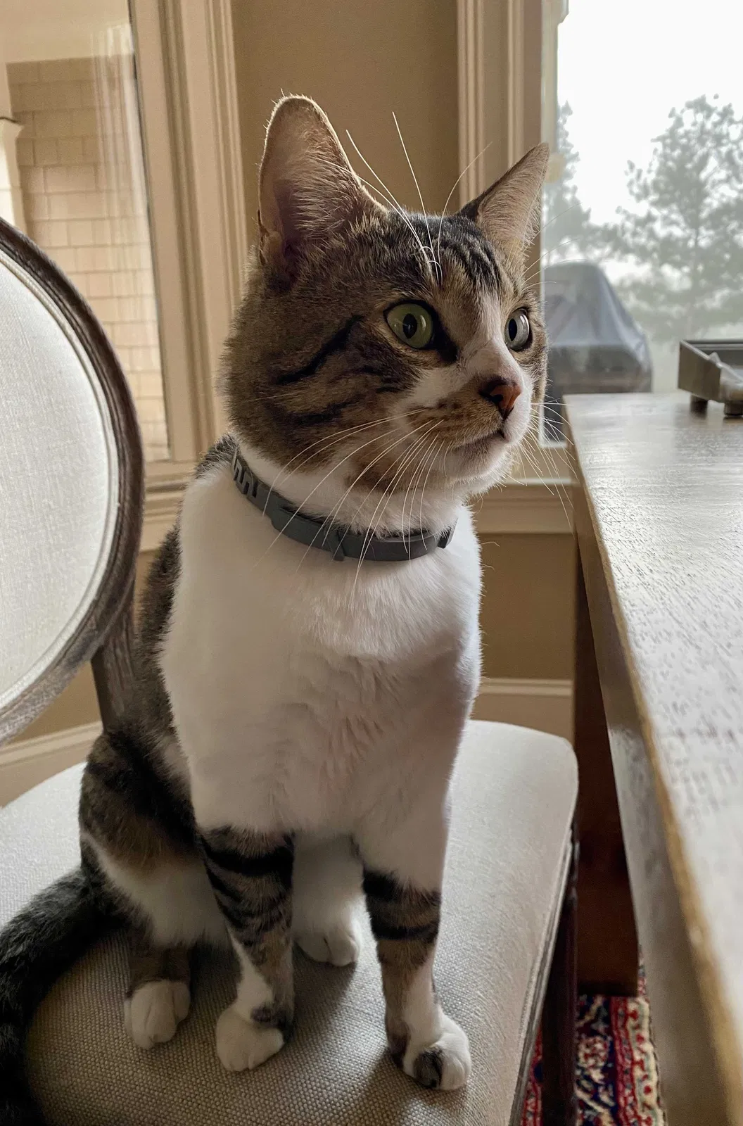 Lost cat in Suwanee, GA, 30024