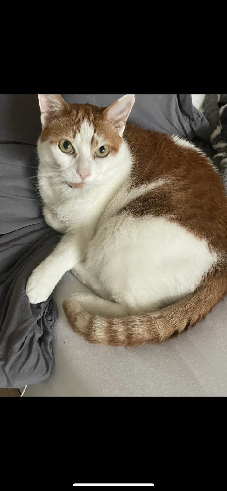 Lost cat in Springville, UT, 84663