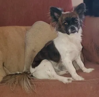 Lost dog in Hope Mills, NC, 28348