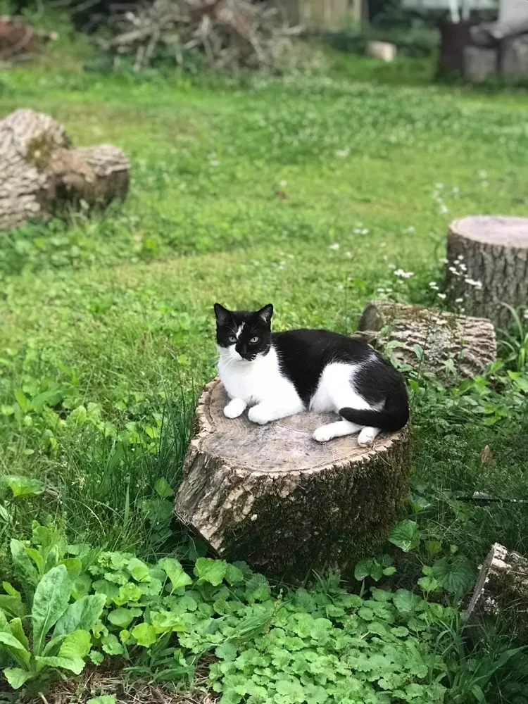 Lost cat in Clarksville, TN, 37042