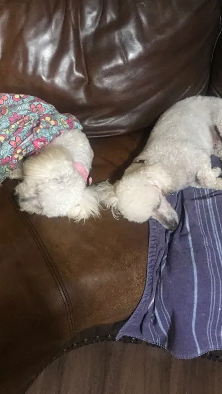 Lost dog in Tulsa, OK, 74128