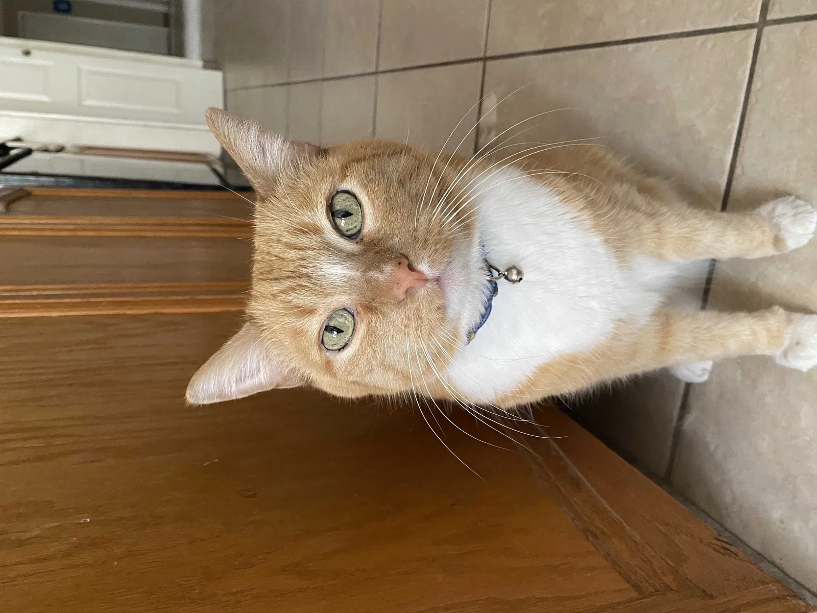 Lost cat in Rio Rancho, NM, 87144