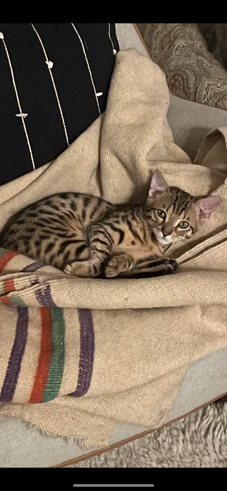Lost cat in Topanga, CA, 90290