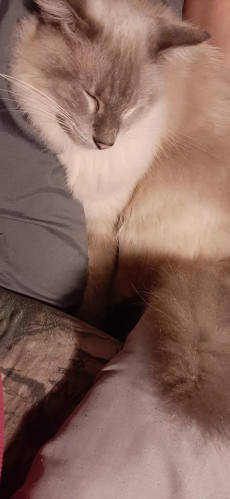 Lost cat in Massillon, OH, 44647