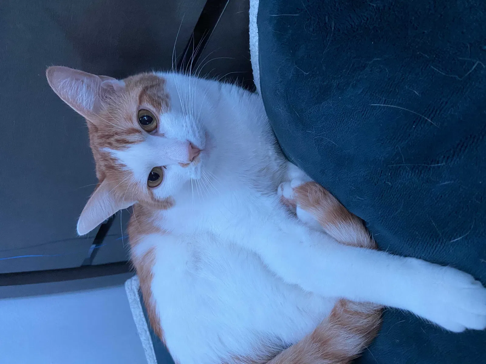 Lost cat in Kansas City, KS, 66106