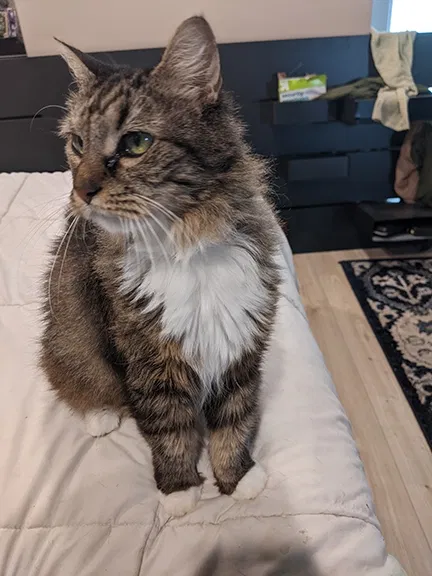 Lost cat in Sherman Oaks, CA, 91403