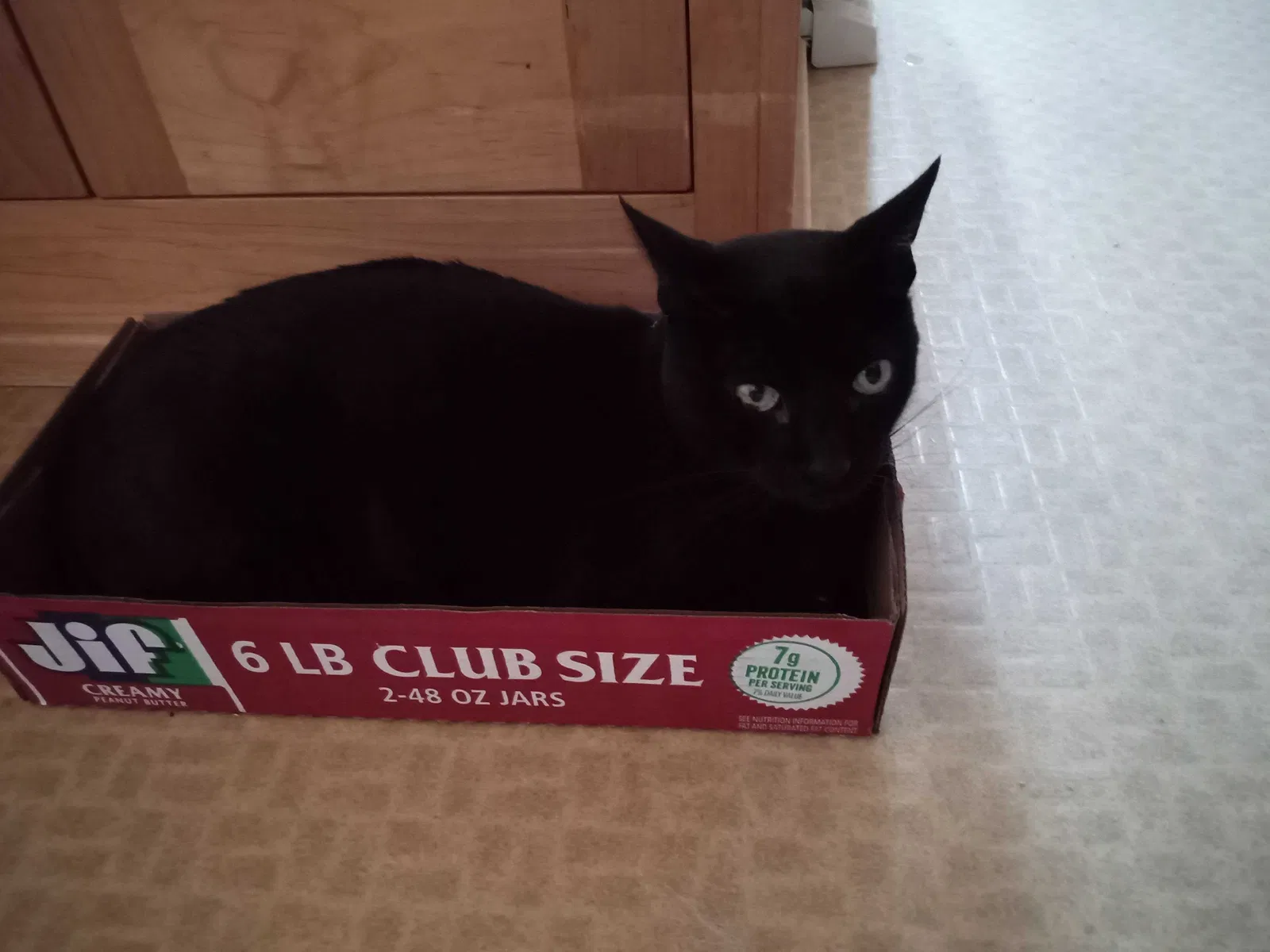 Lost cat in Gilbert, AZ, 85233