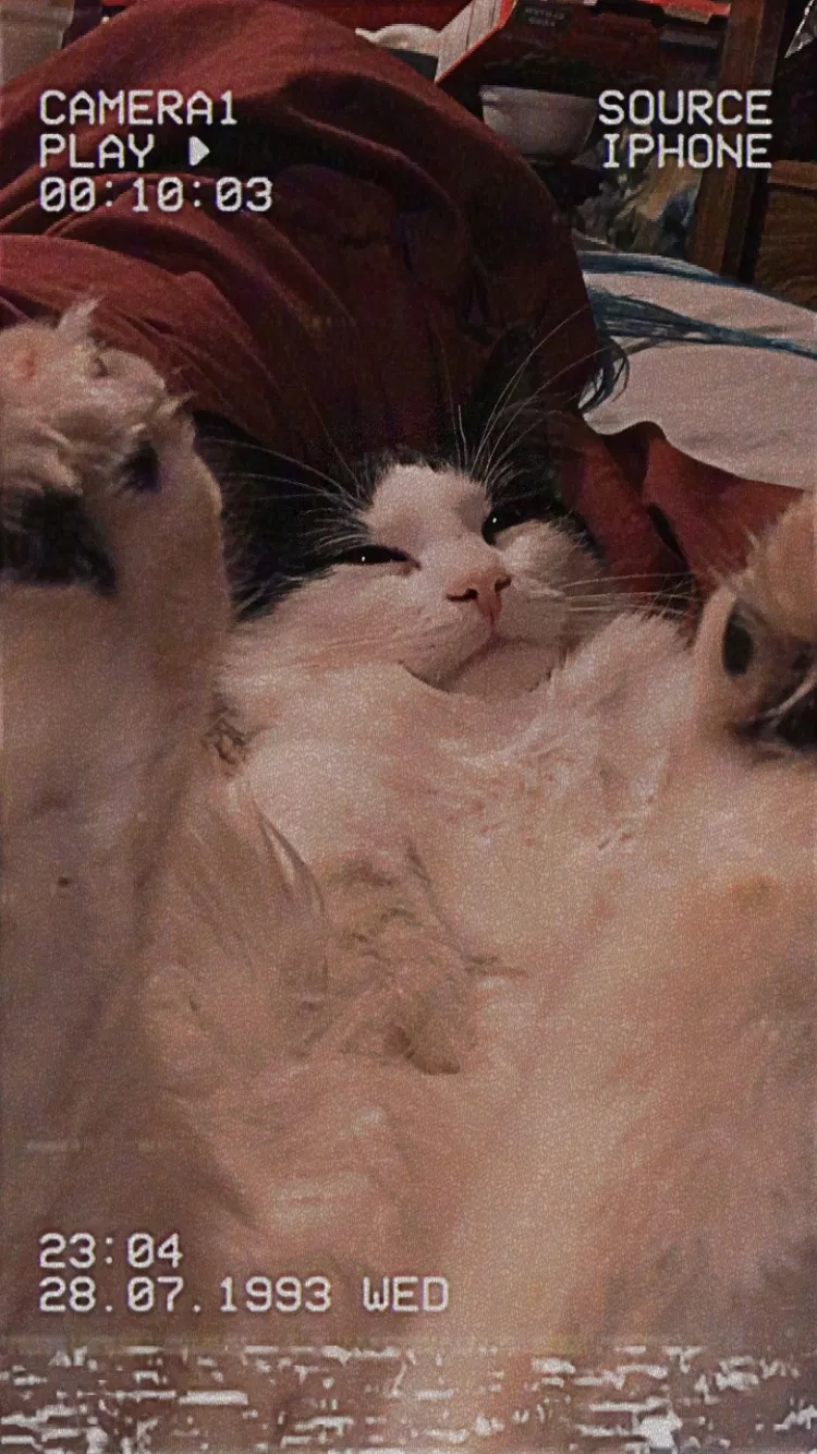 Lost cat in New Carlisle, OH, 45344