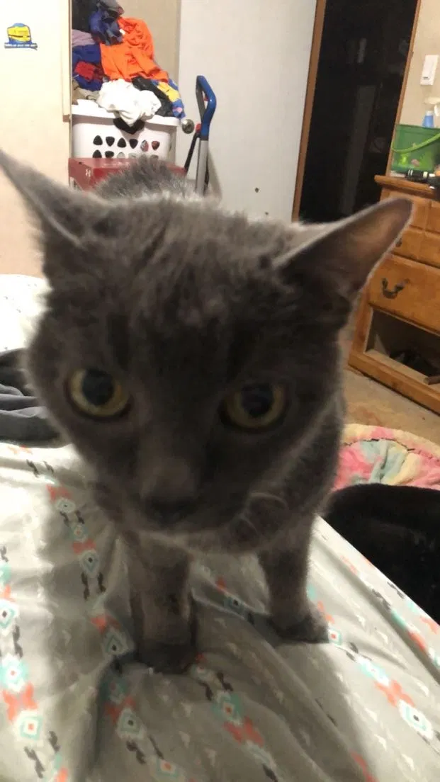 Lost cat in Knoxville, TN, 37934