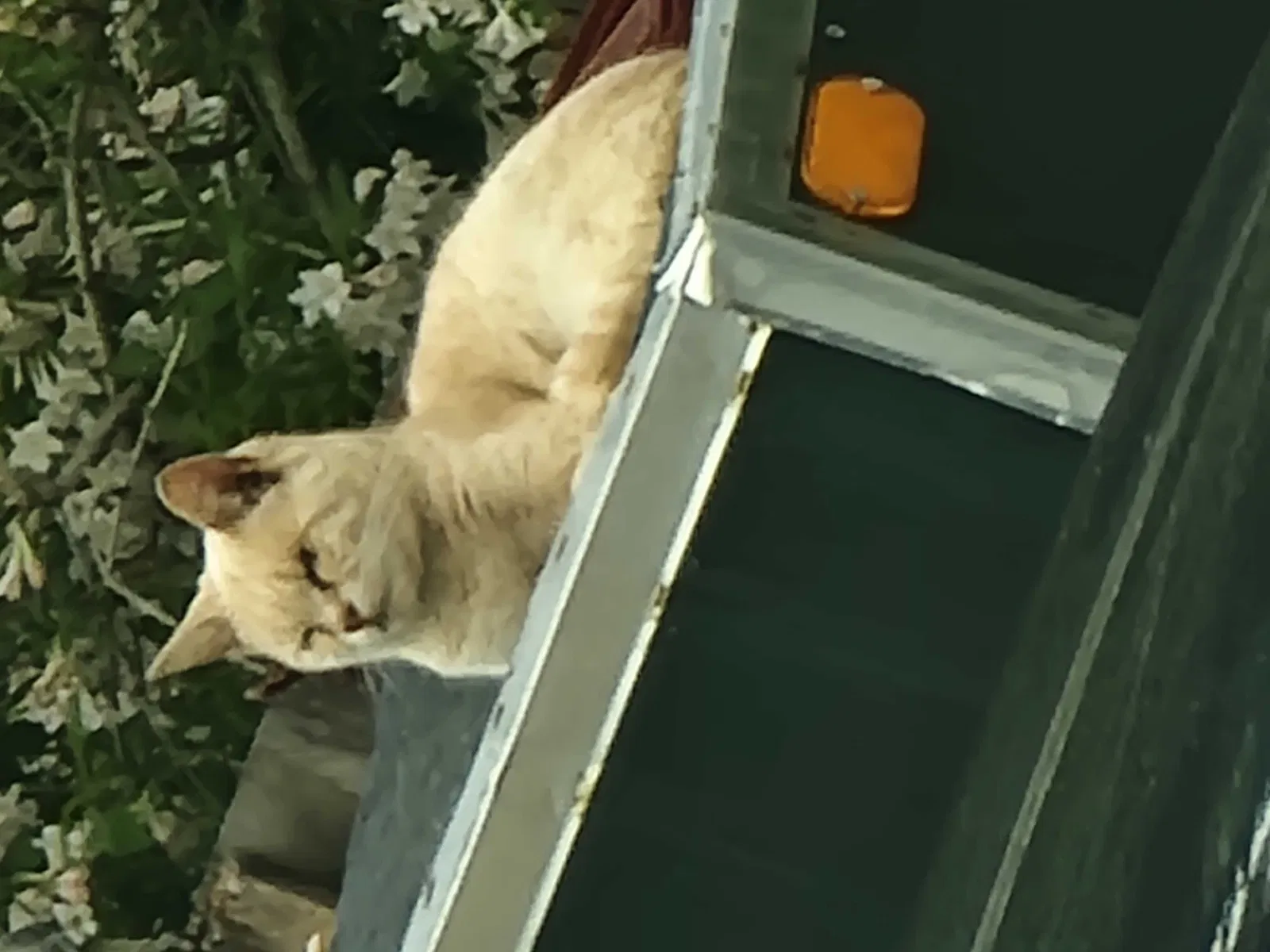 Lost cat in Linwood, NJ, 8221