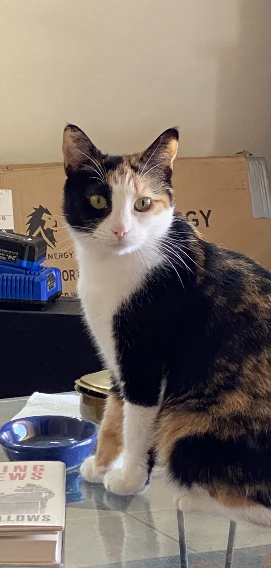 Lost cat in Tucson, AZ, 85739