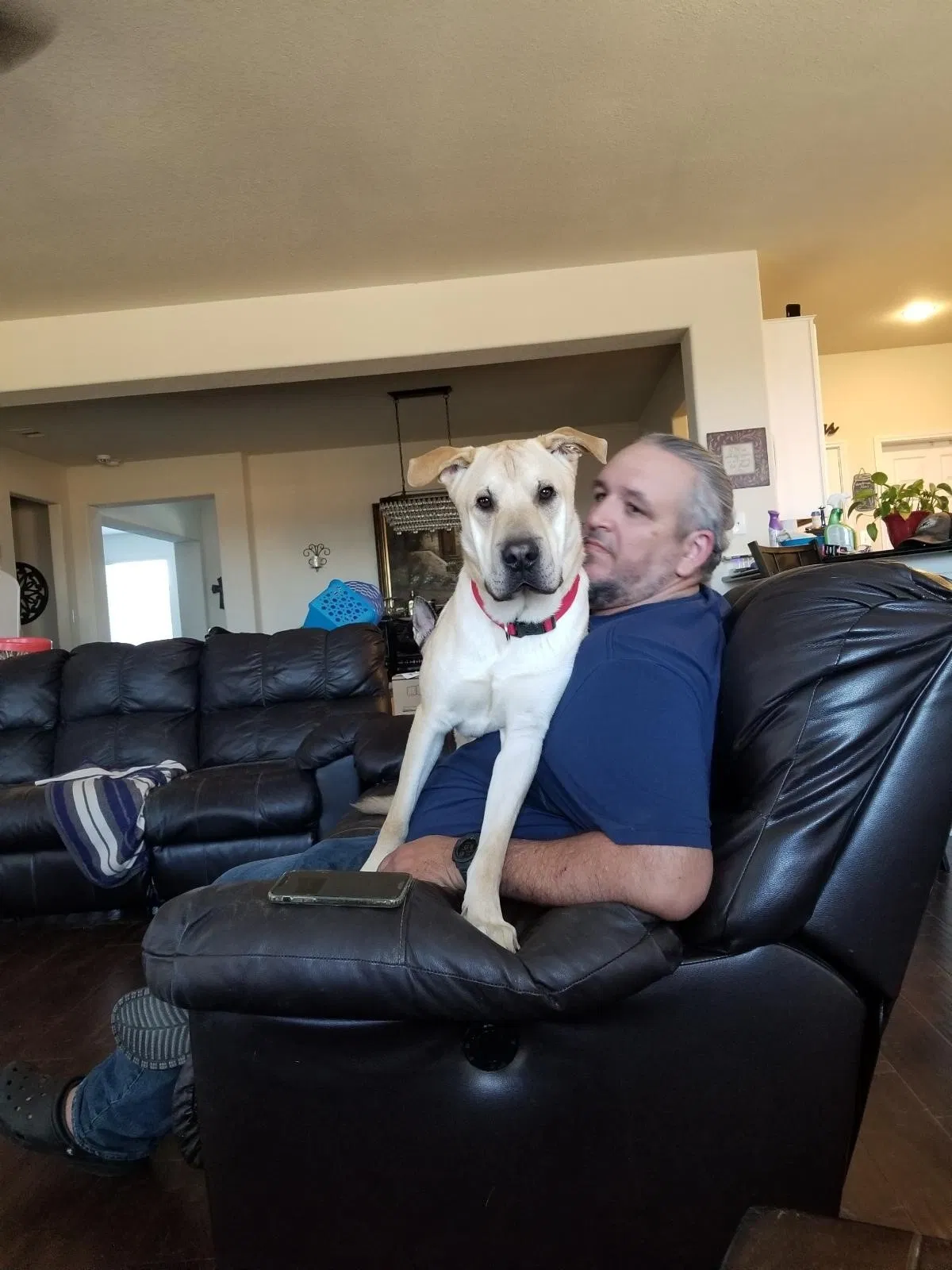 Lost dog in Katy, TX, 77449