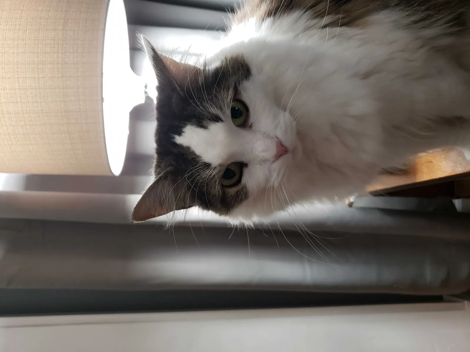 Lost cat in Alabaster, AL, 35007