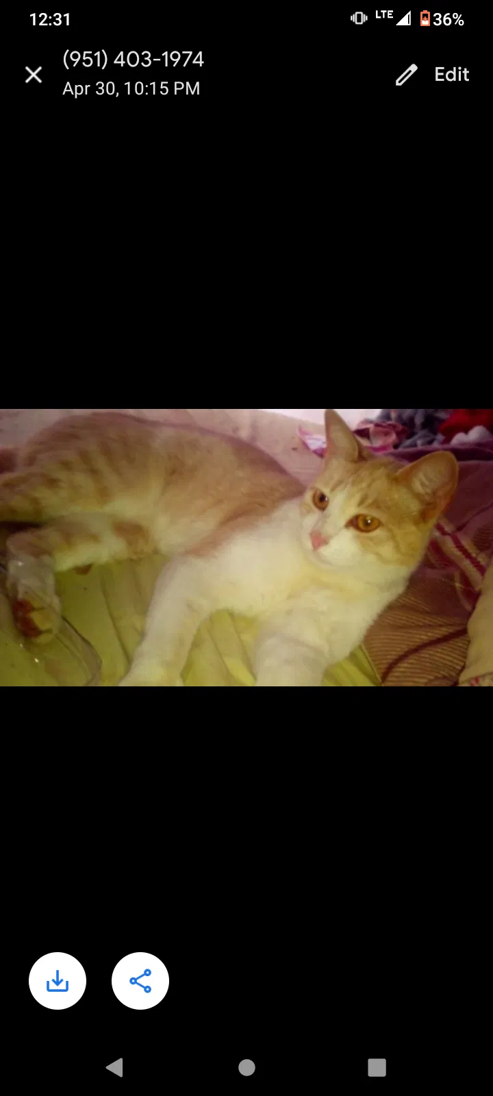 Lost cat in Corona, CA, 92880