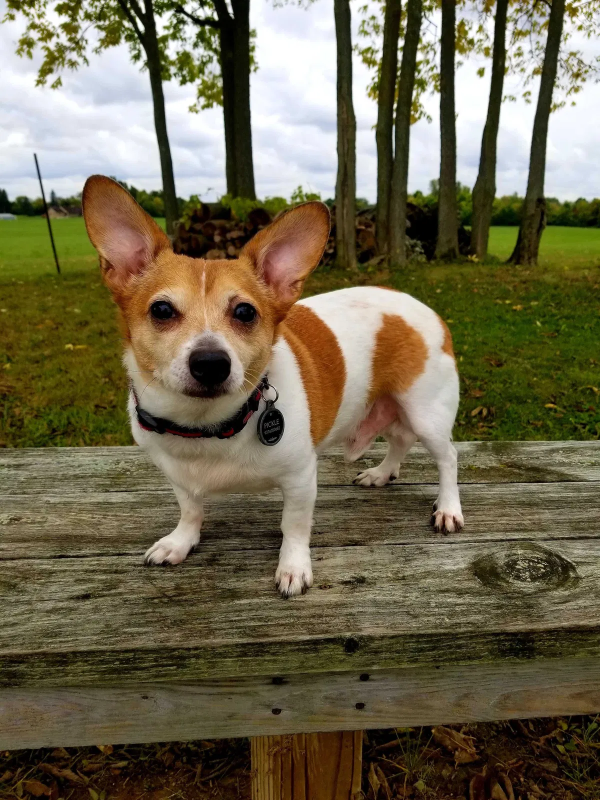 Lost dog in Springfield, OH, 45503