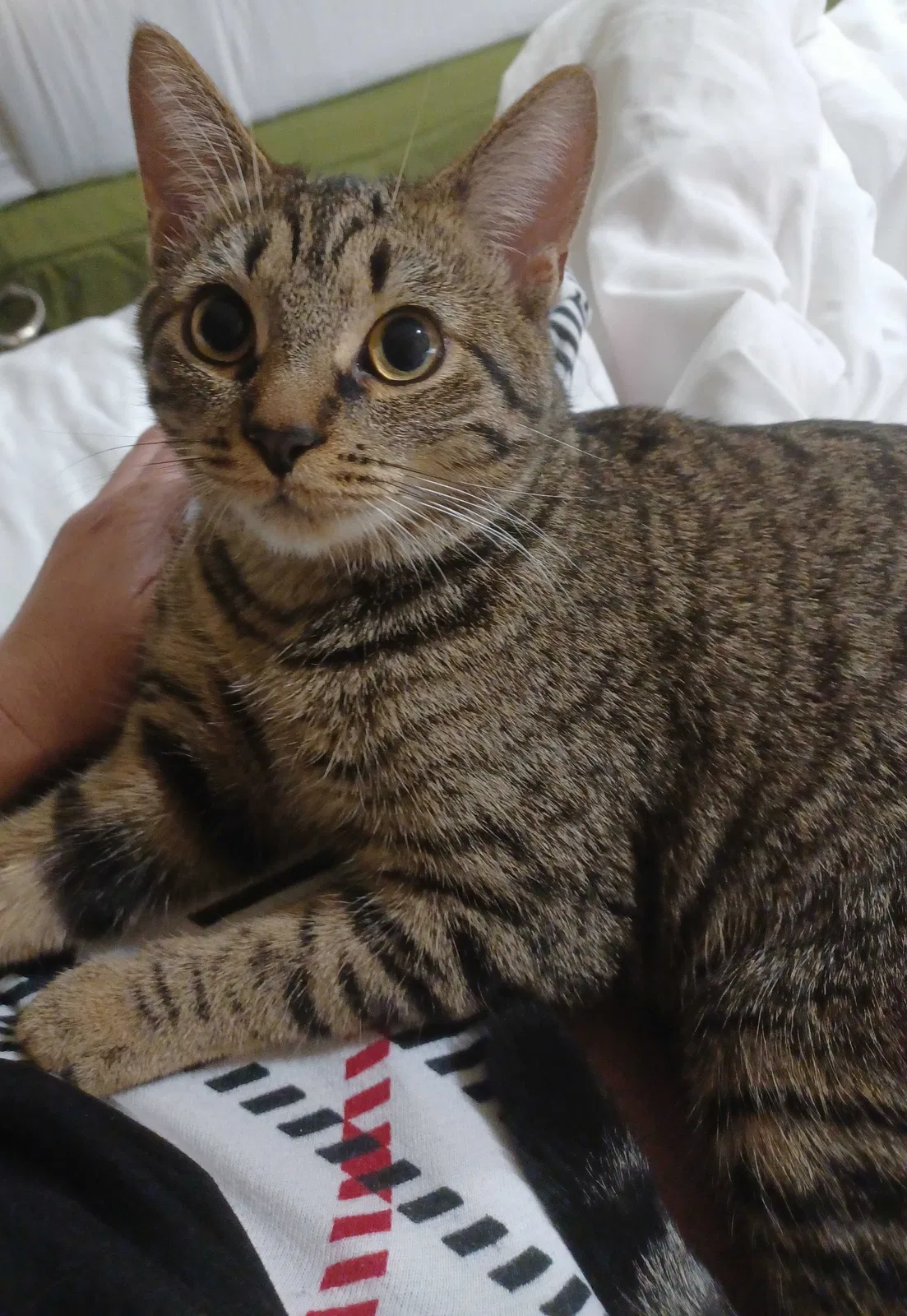 Lost cat in Yucca Valley, CA, 92284