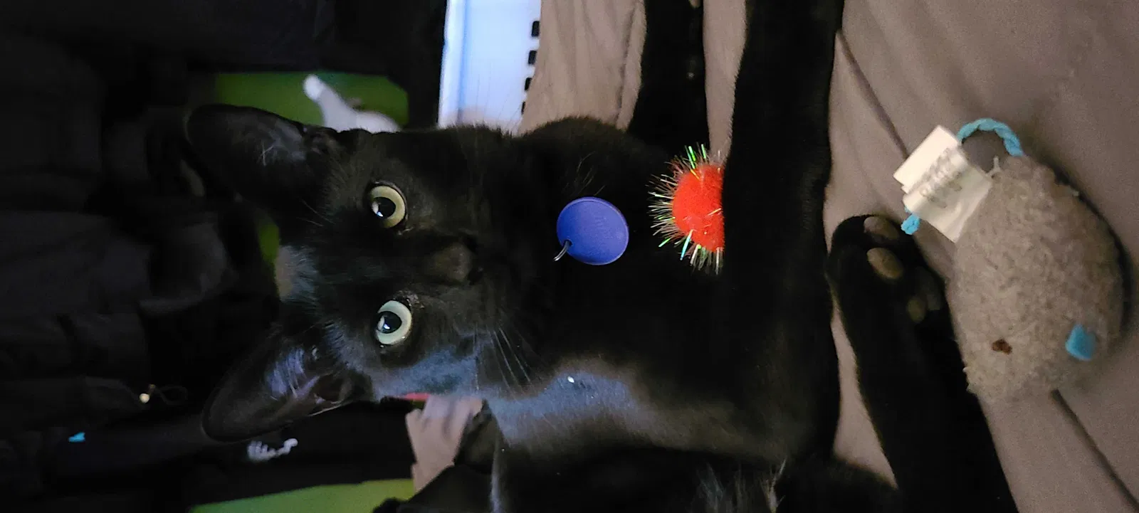 Lost cat in Santa Ana, CA, 92703