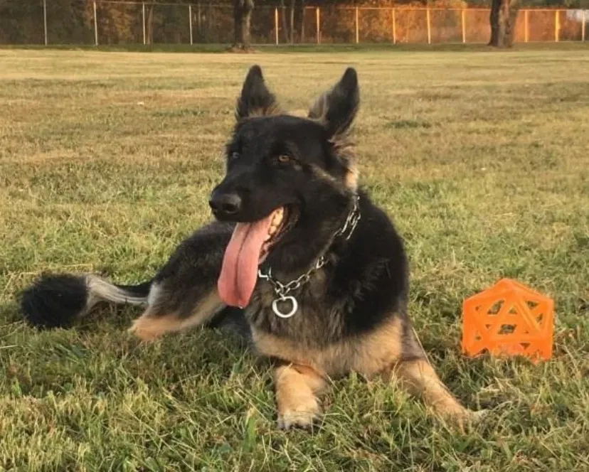 Lost dog in Martinsburg, WV, 25404