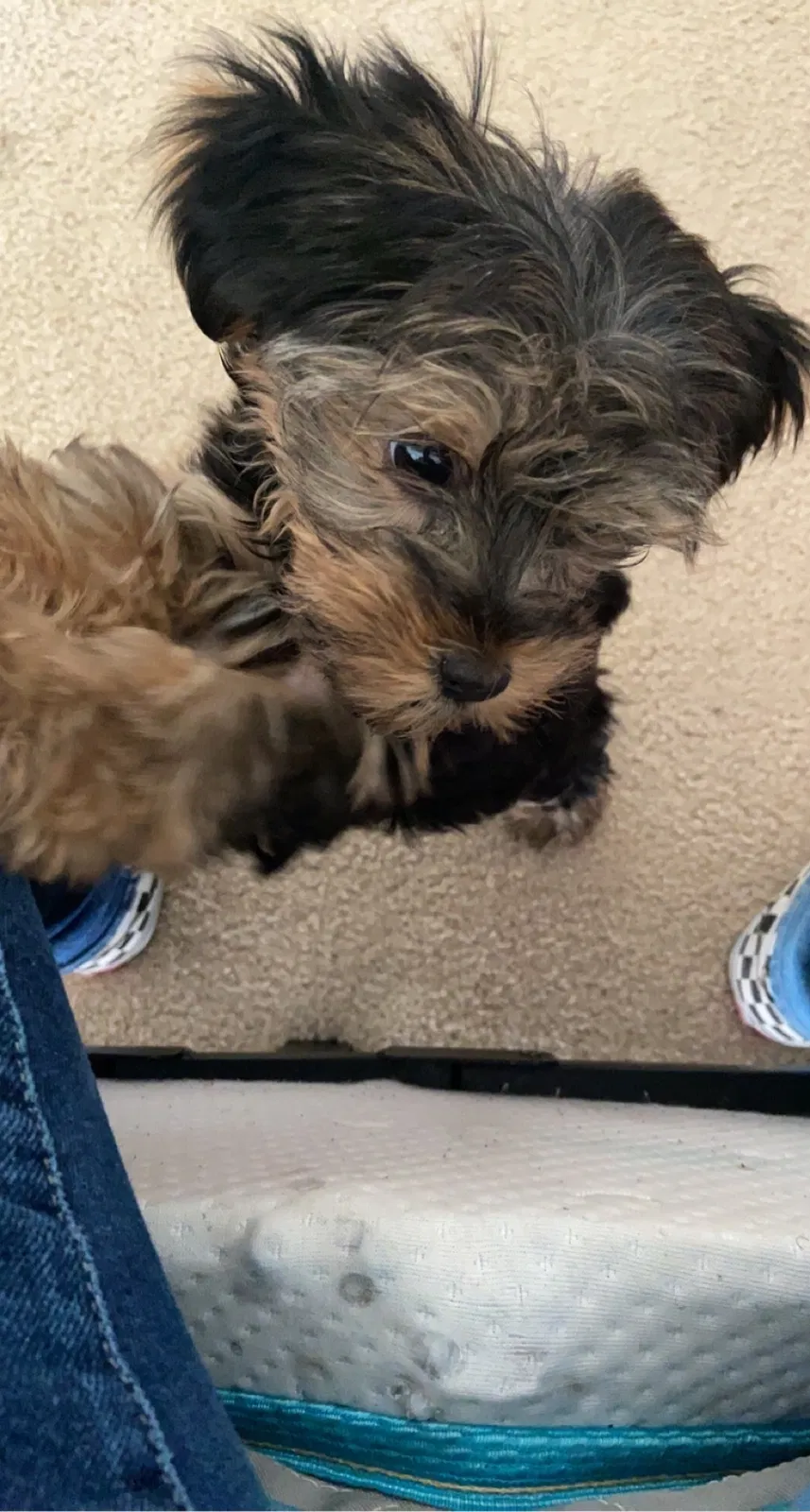 Lost dog in Woodway, TX, 76712
