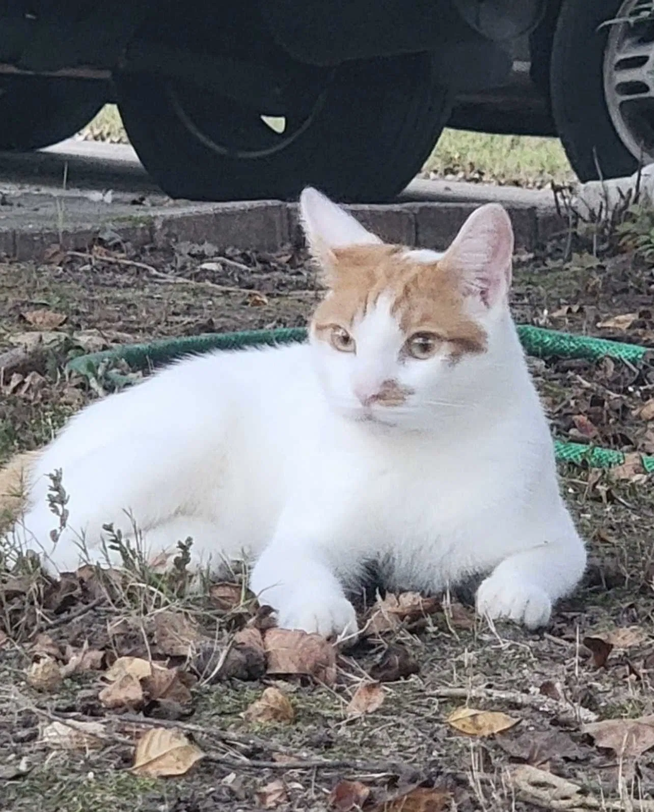 Lost cat in Dacula, GA, 30019