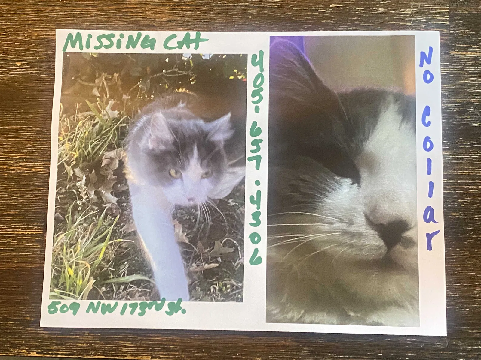 Lost cat in Edmond, OK, 73012