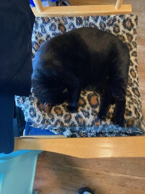 Lost cat in Modesto, CA, 95350