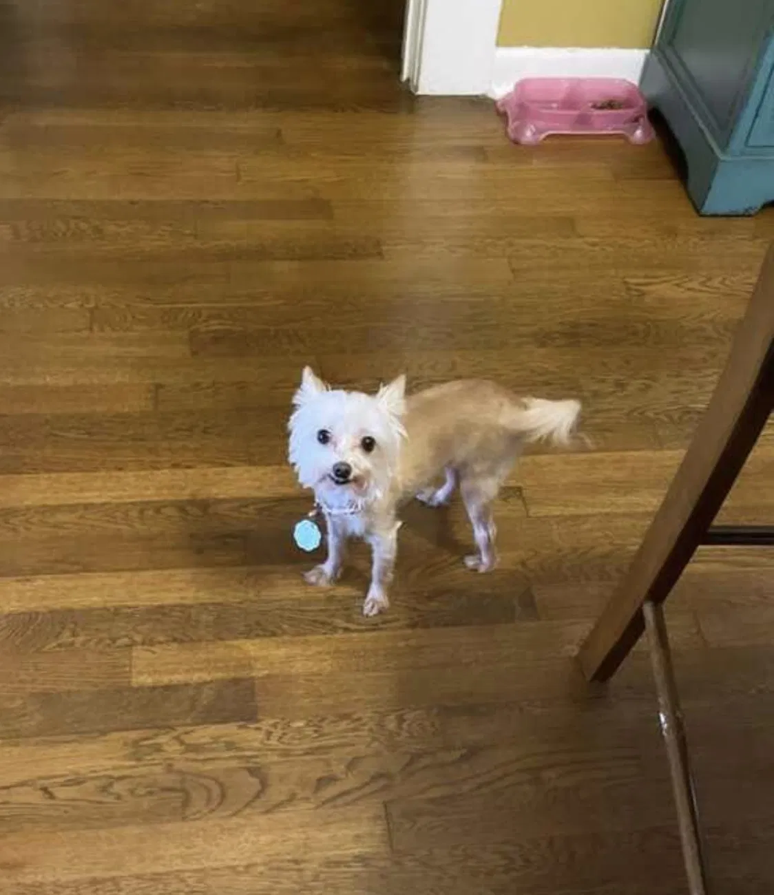 Lost dog in San Antonio, TX, 78201