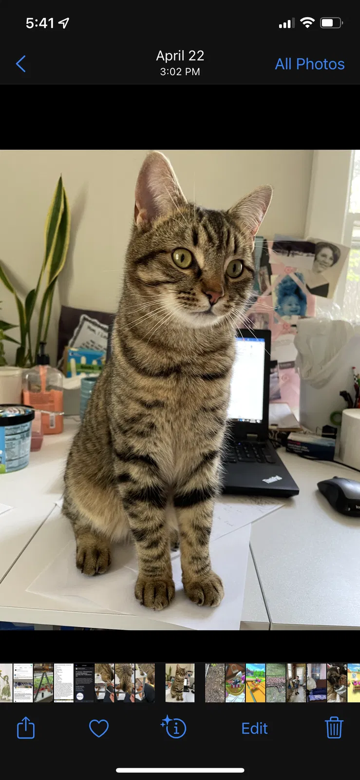 Lost cat in Chester, VA, 23831