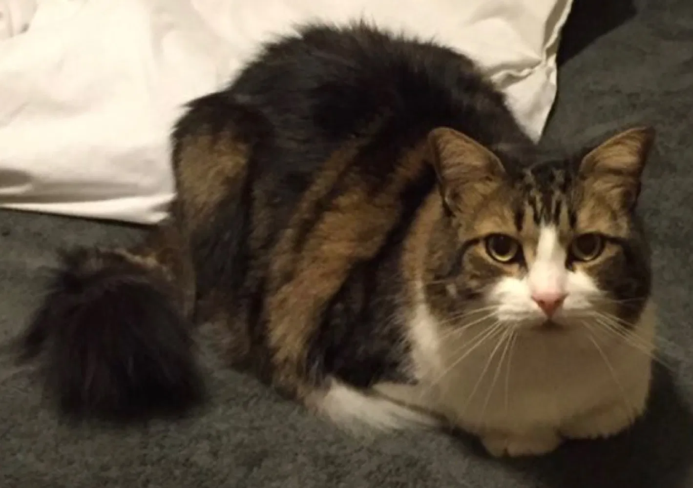 Lost cat in Orlando, FL, 32825