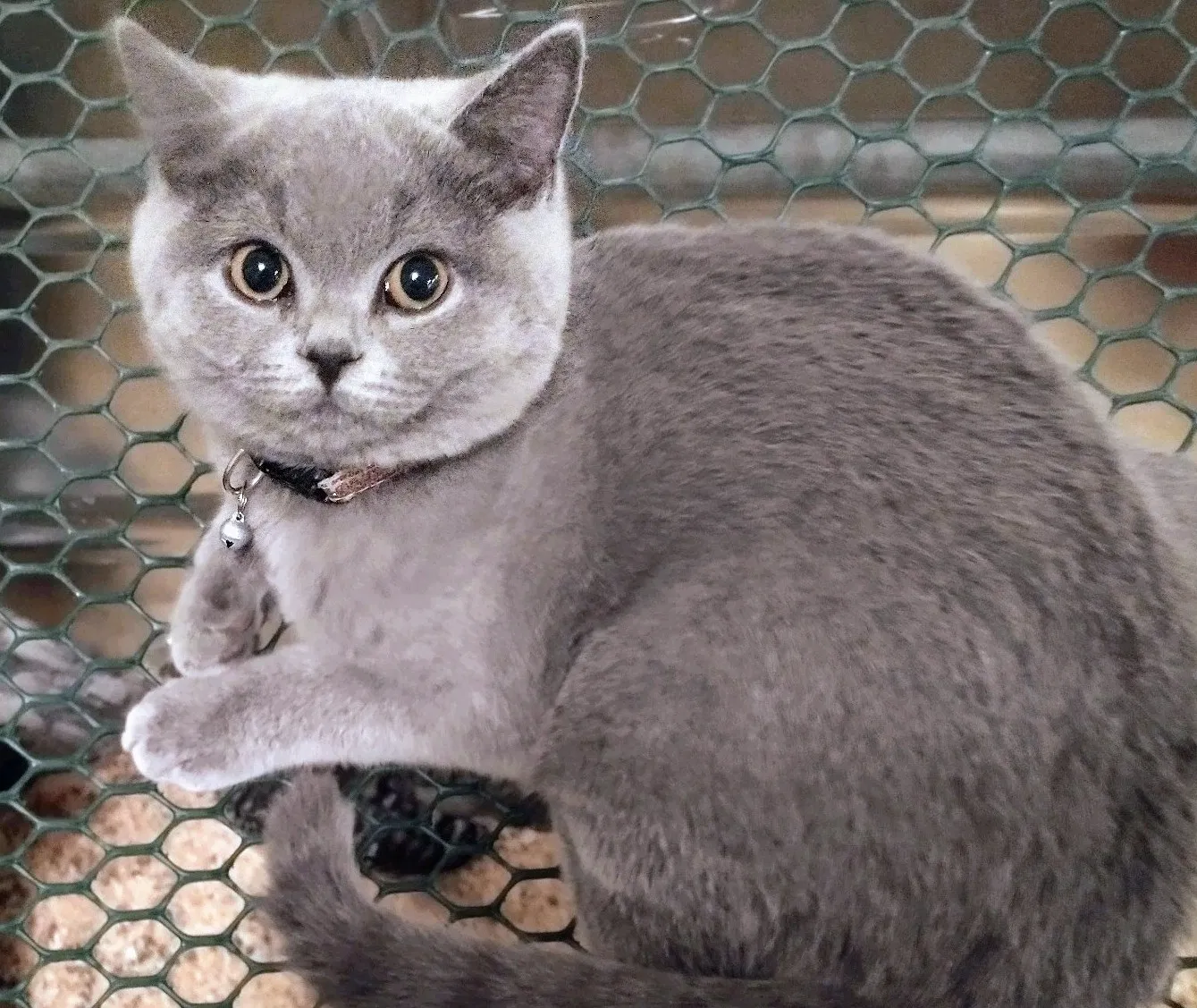 Lost cat in Rathdrum, ID, 83858
