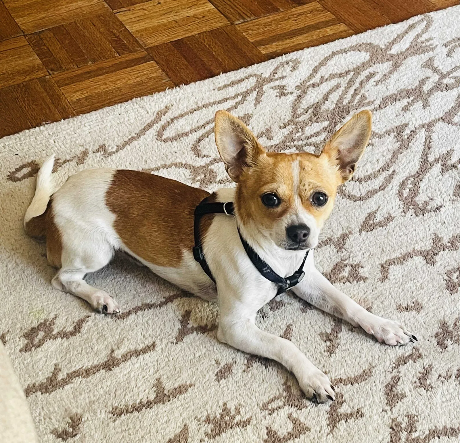 Lost dog in Rialto, CA, 92376