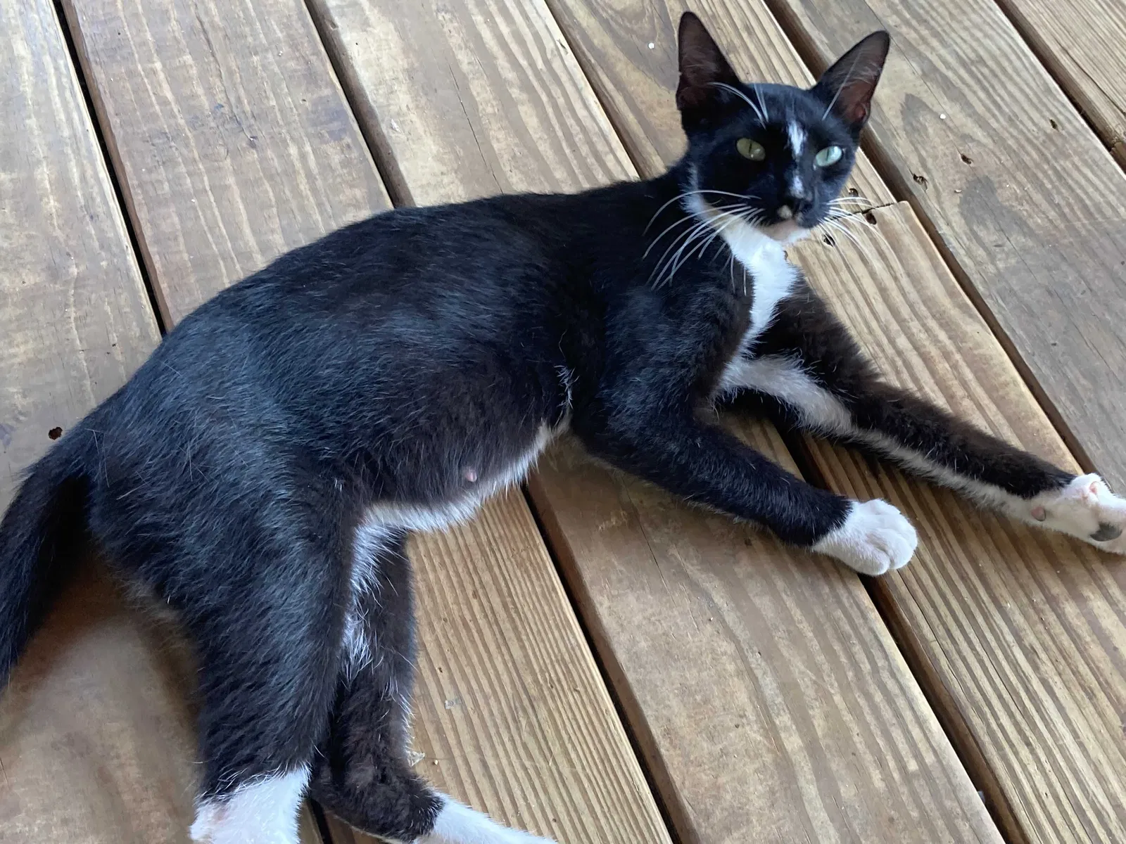 Found cat in Pointblank, TX, 77364