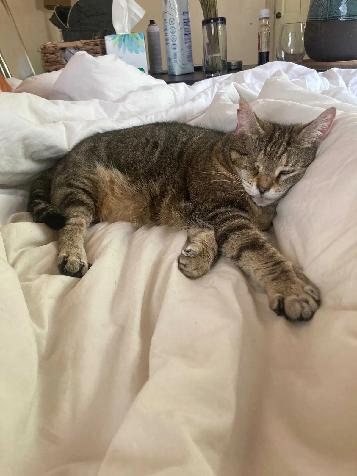 Lost cat in Albuquerque, NM, 87107