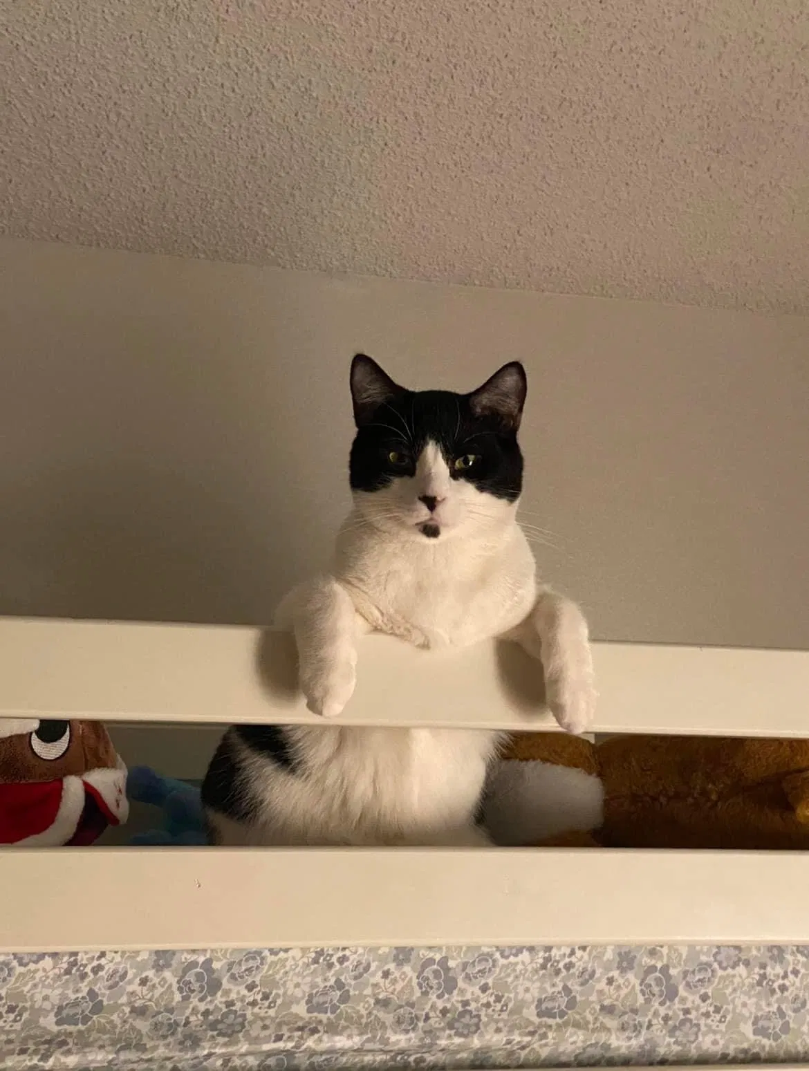 Lost cat in Diamond Bar, CA, 91765