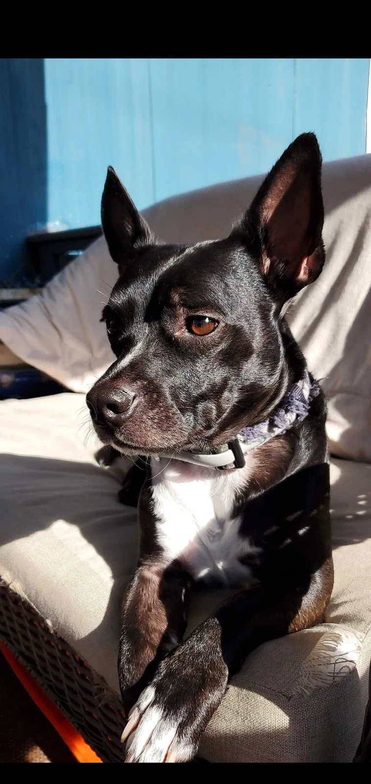 Lost dog in Landrum, SC, 29356