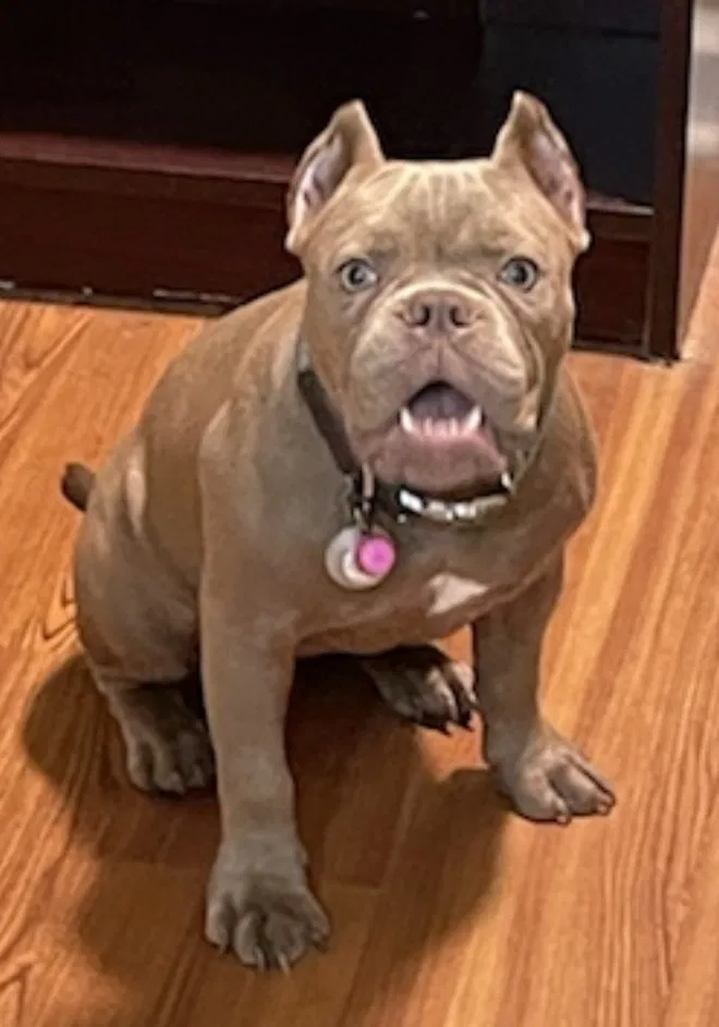 Lost dog in Savannah, GA, 31419