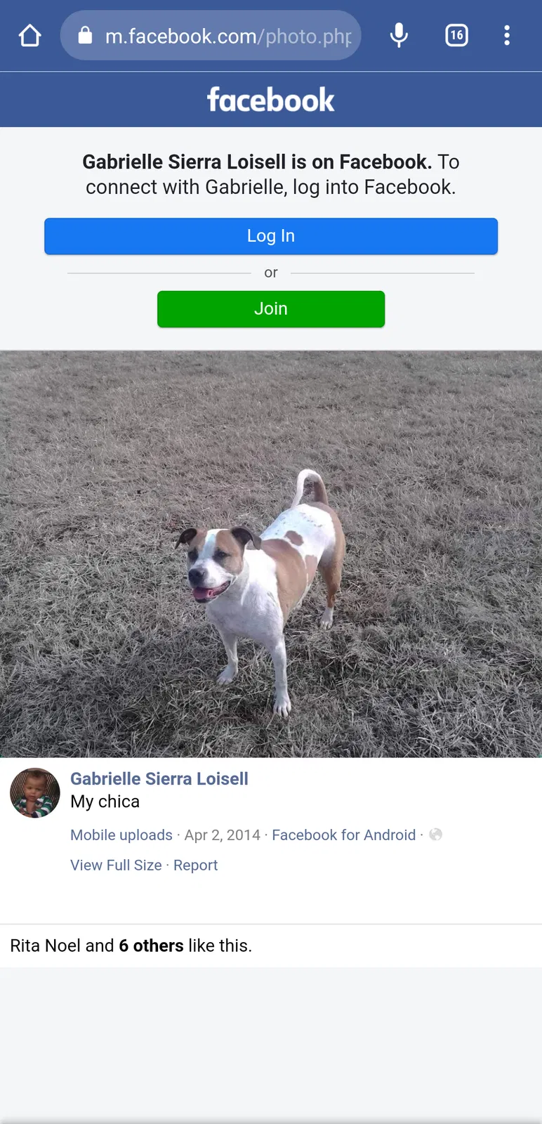 Lost dog in Burton, MI, 48509