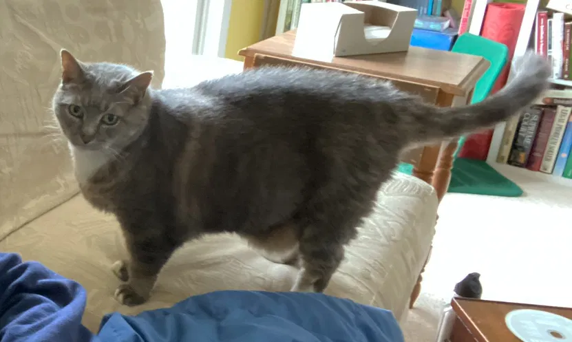 Lost cat in Princeton, NJ, 8540